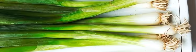 Closeup of several bright green green onions or scallions.