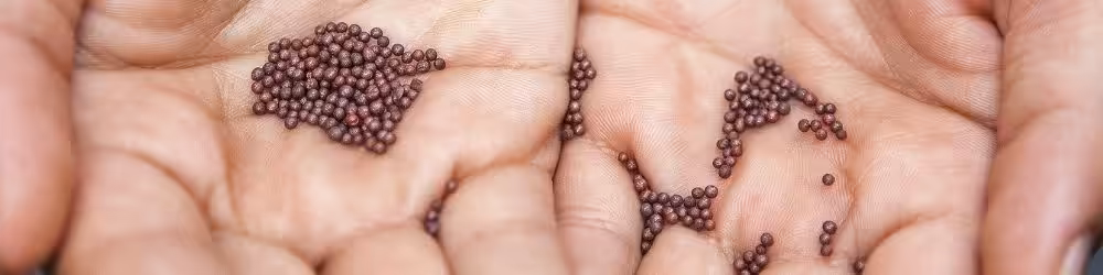 Closeup of mustard seeds cupped in someone's hands.