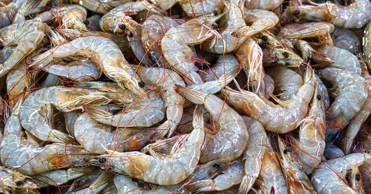 Closeup of a large pile of raw shrimp.